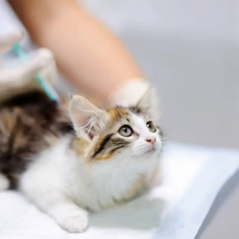 vacina de gato