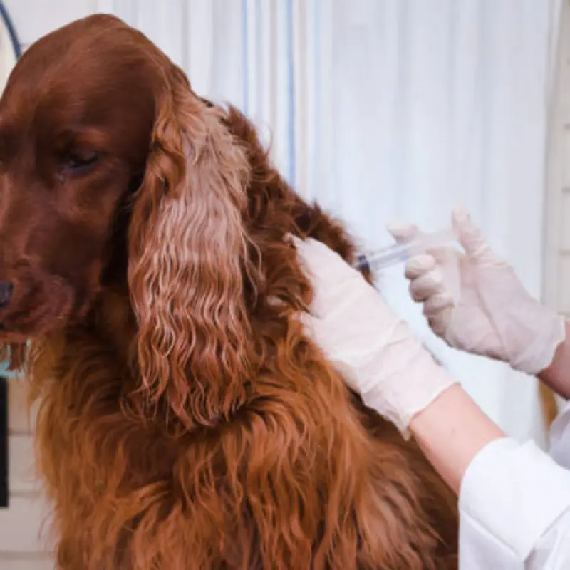 vacina de raiva cachorro