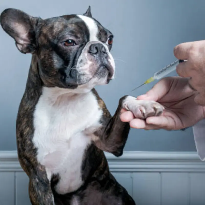 vacina de raiva em cachorro