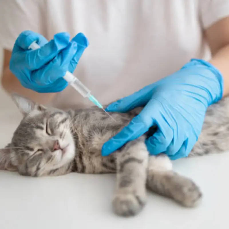 vacina de raiva gatos