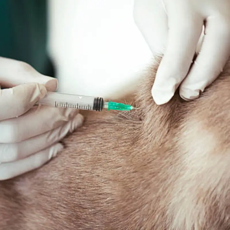 vacina de raiva para cachorro