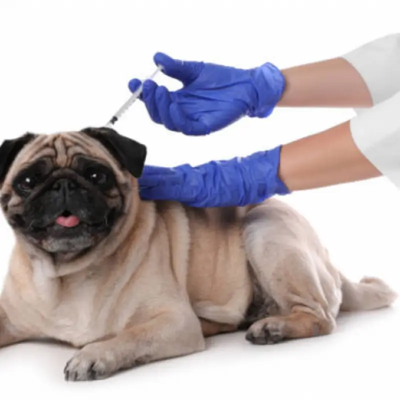 vacina filhote cachorro