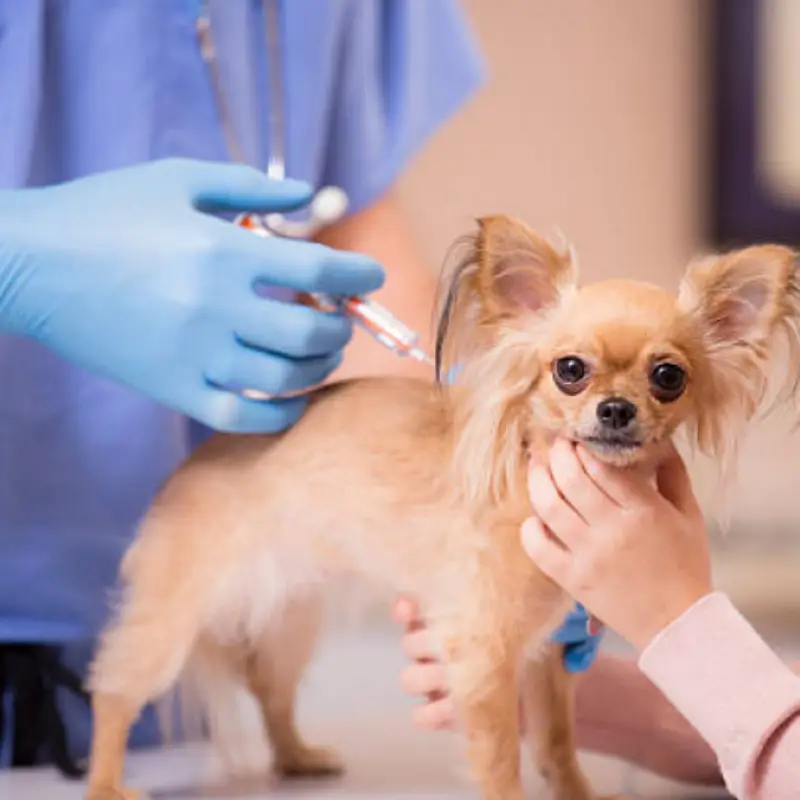 vacina giardia cachorro