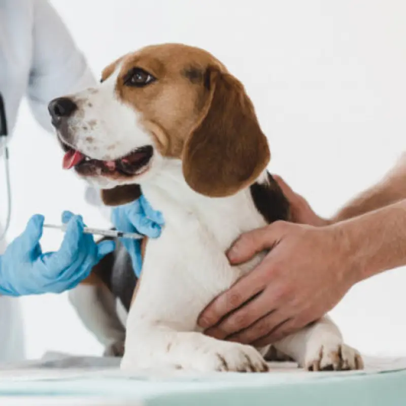 vacina gripe canina