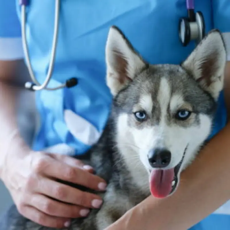 vacina importada para cachorro