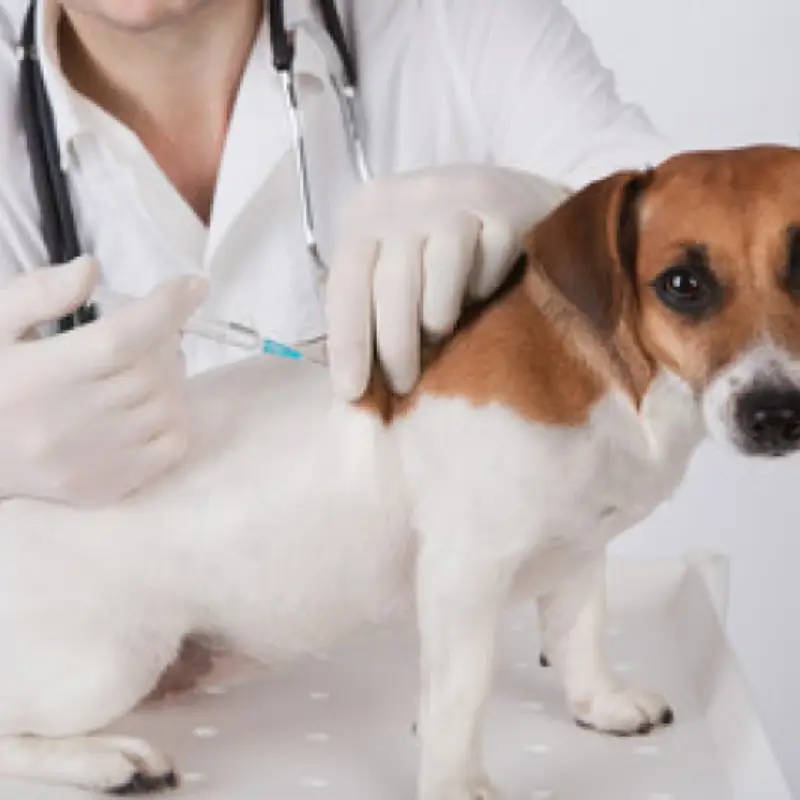 vacina para cachorro filhote
