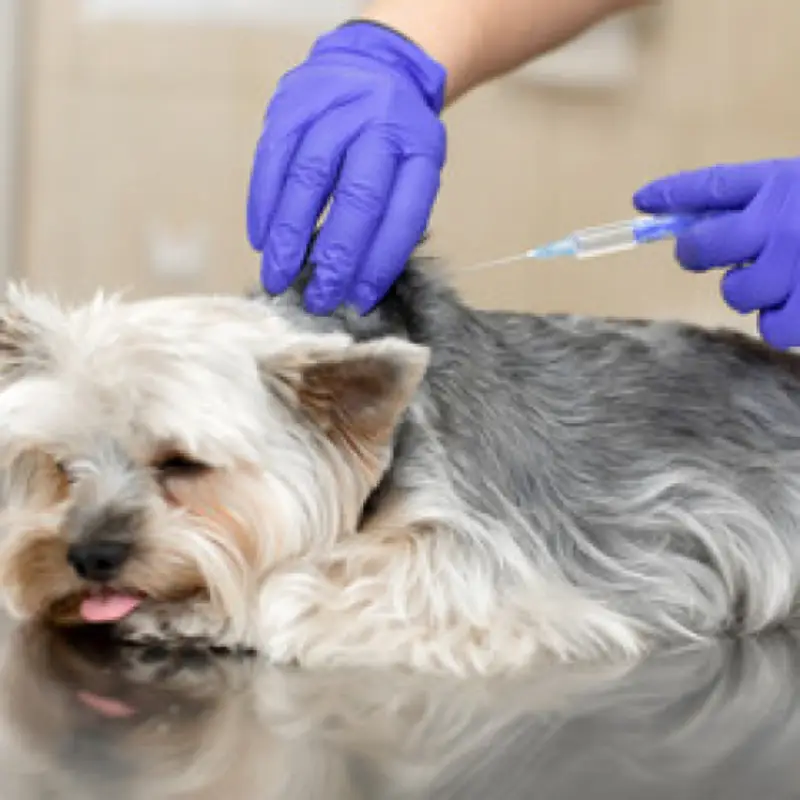 vacina para filhote de cachorro