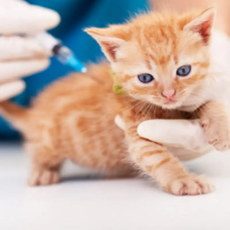 vacina para filhote de gato