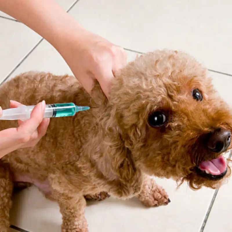 vacina para filhotes de cachorro