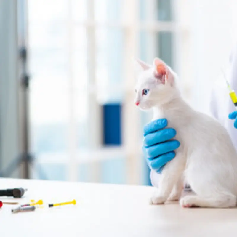 vacinas para gatos malhados