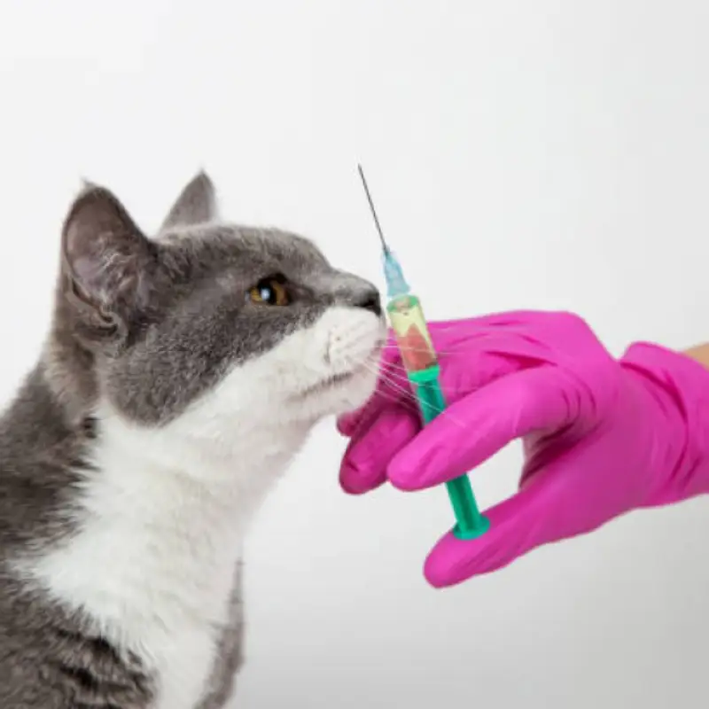 vacina para gatos não pegar cria