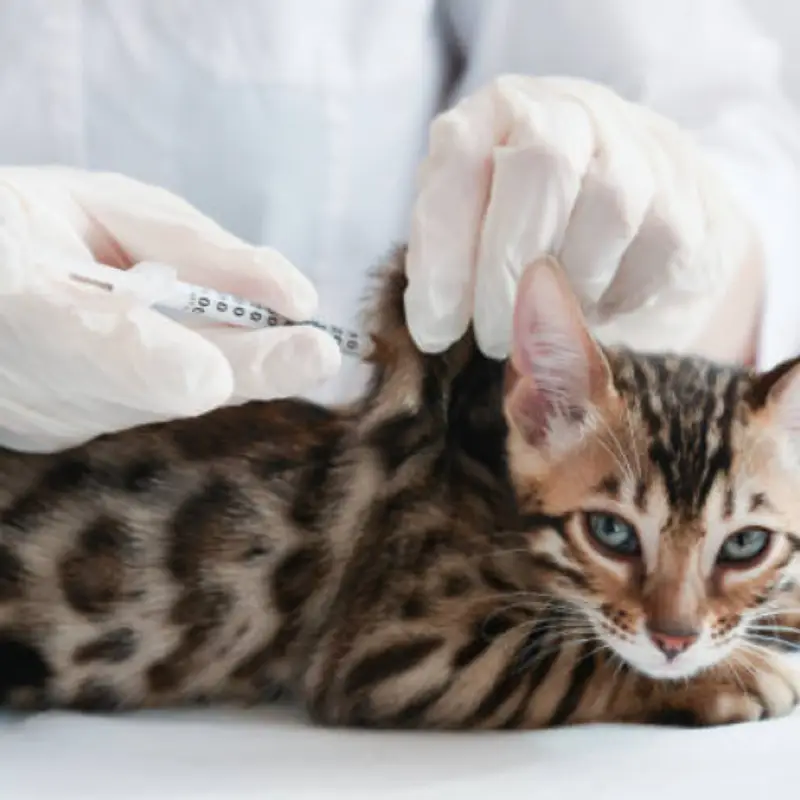 vacina quíntupla felina