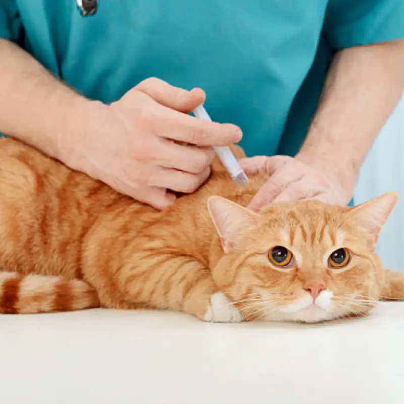 vacinas de gato