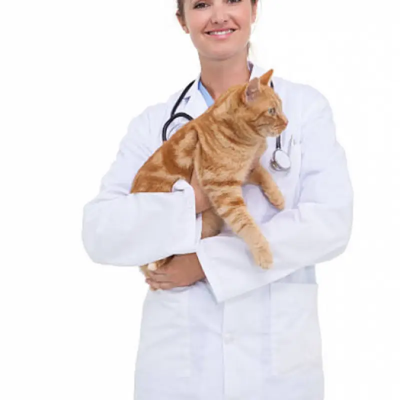 veterinaria de felinos