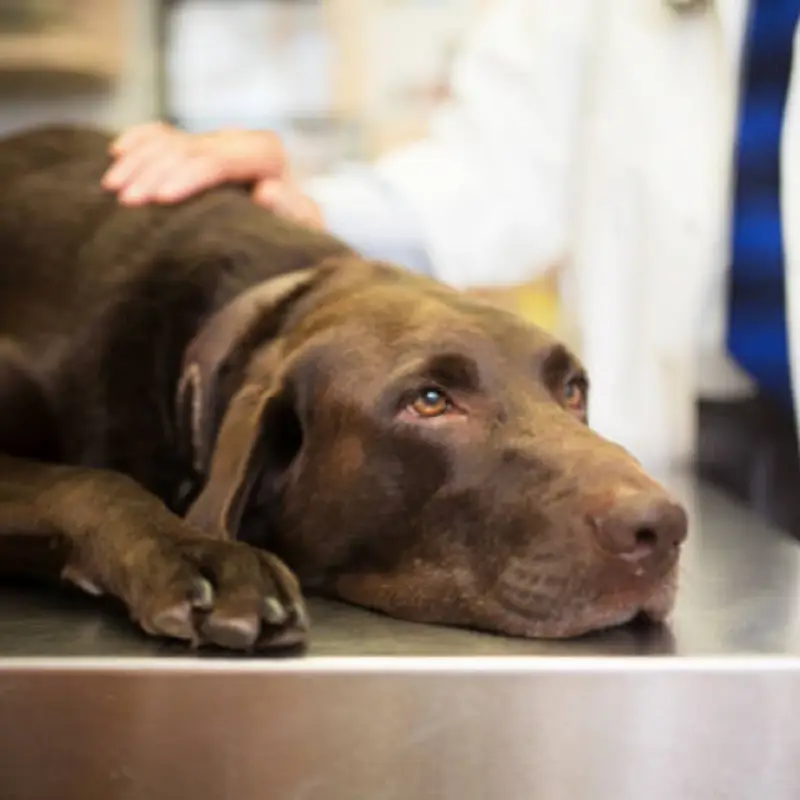 Veterinário Cachorro Bairro Siciliano