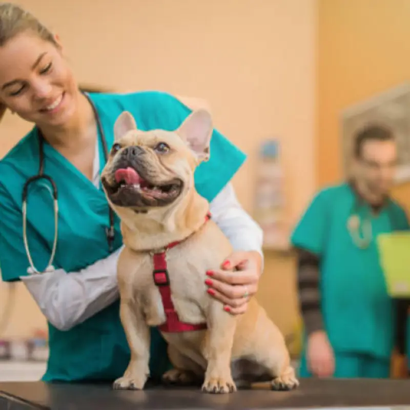 veterinário especialista em ouvido de cachorro