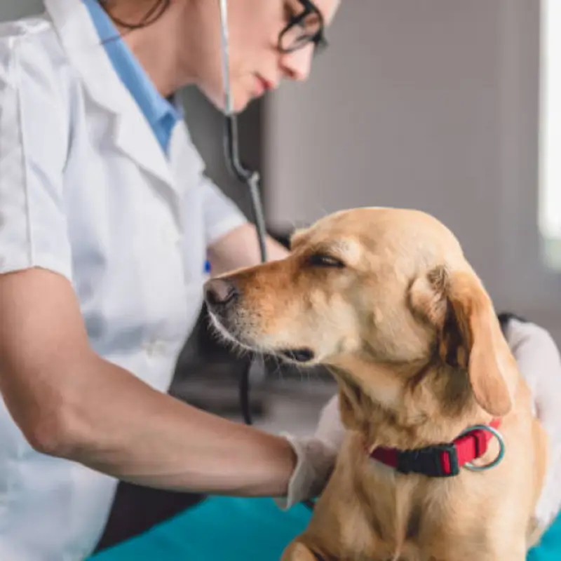 Exame de Sangue Cachorro Agendar Parque Vila Lobos