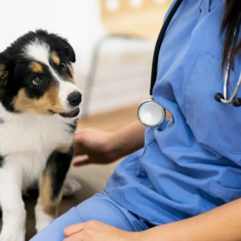 veterinaria especialista em pele de cachorro