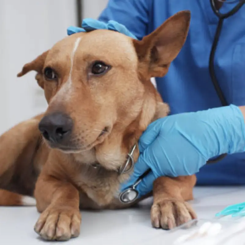 veterinaria pró cão