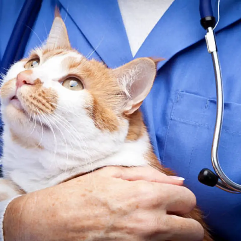 veterinaria