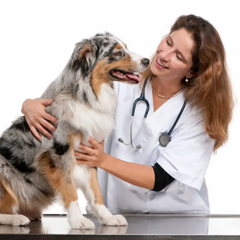 veterinário cachorro