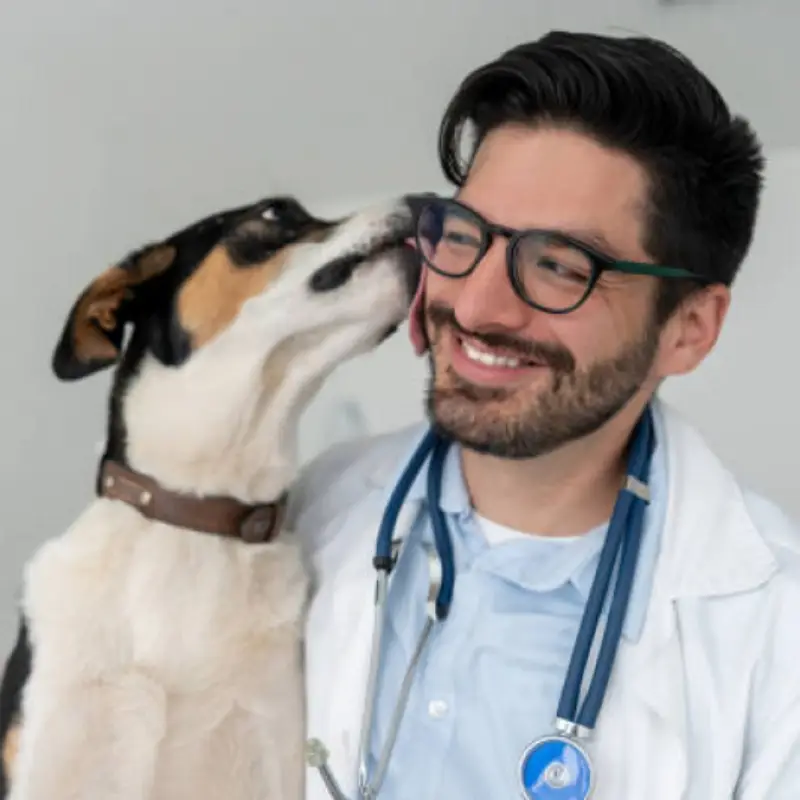 veterinário cães e gatos