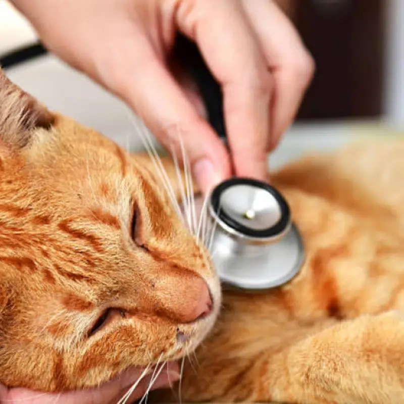 veterinário de gato