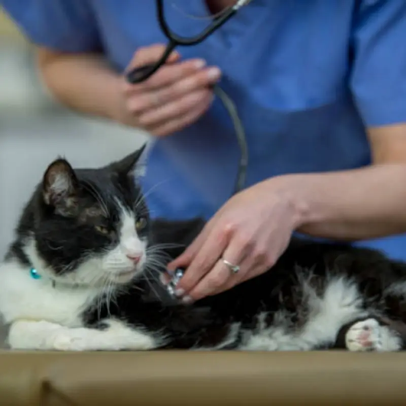 Hospital Veterinário
