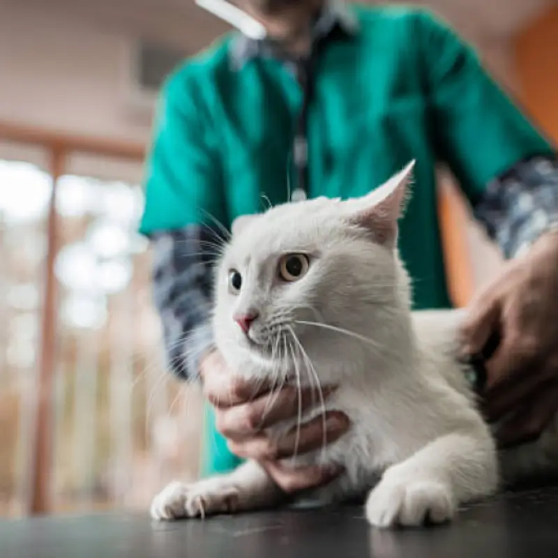veterinário especialista em gatos