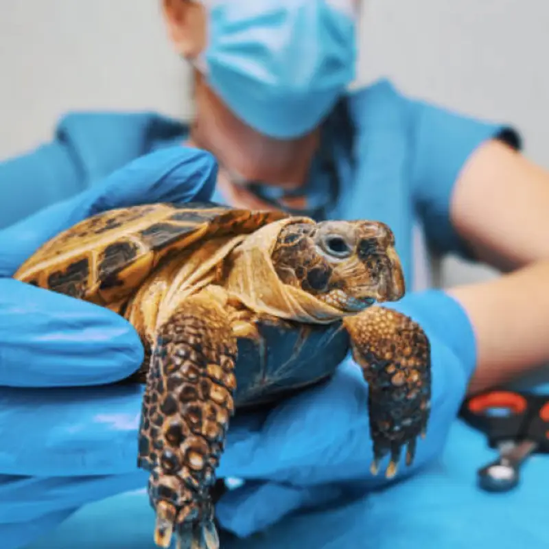 veterinario para animais exóticos