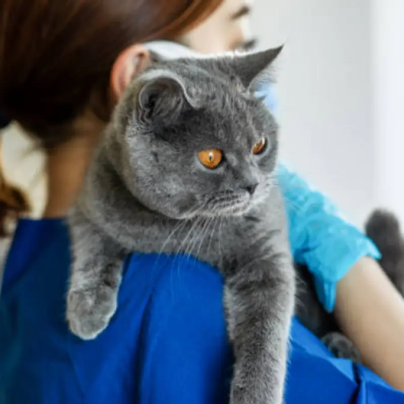veterinário para castrar gato