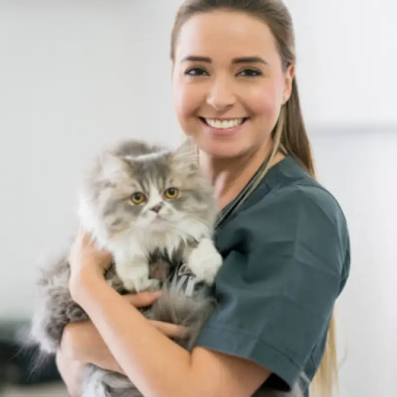 veterinário para gato