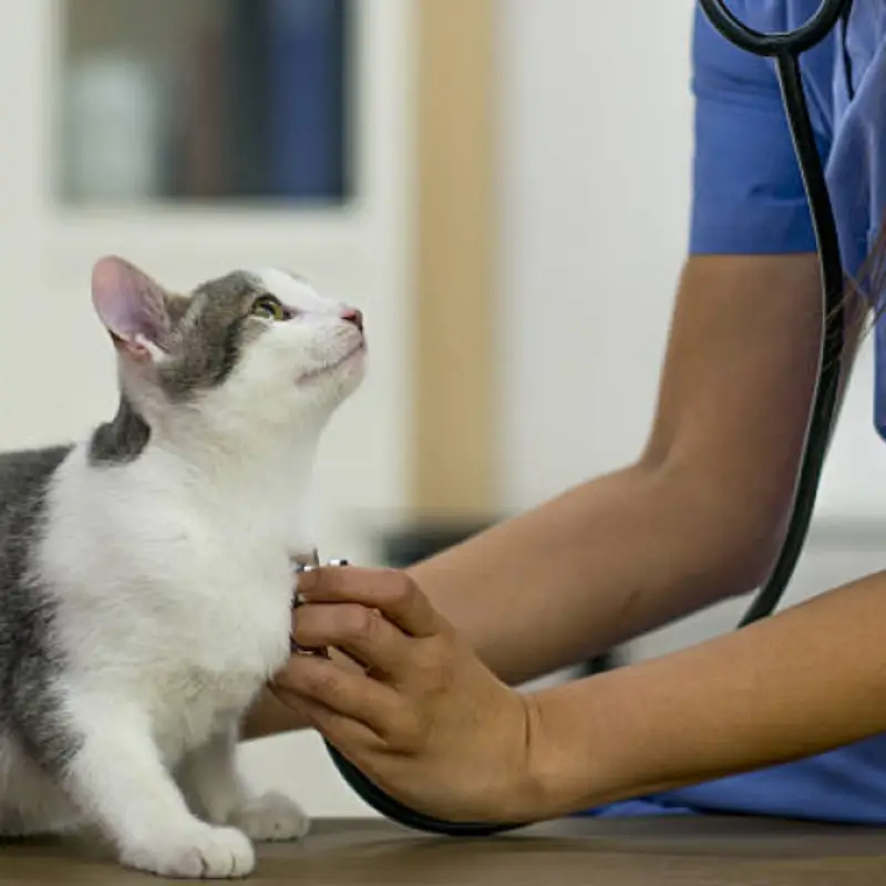 veterinário perto de mim