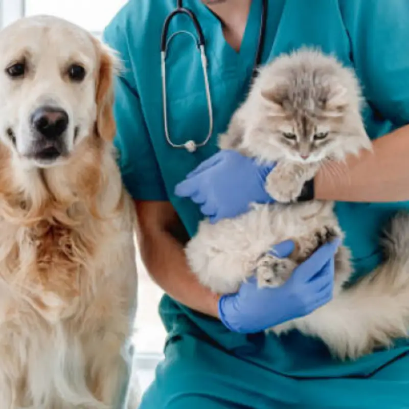 veterinário próximo a mim